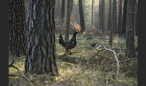 Auerhuhn (Tetrao urogallus)