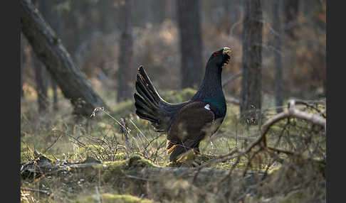 Auerhuhn (Tetrao urogallus)