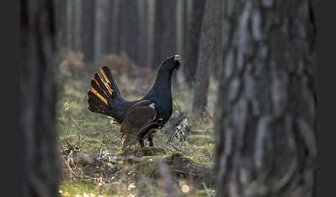 Auerhuhn (Tetrao urogallus)