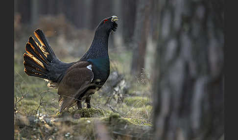 Auerhuhn (Tetrao urogallus)