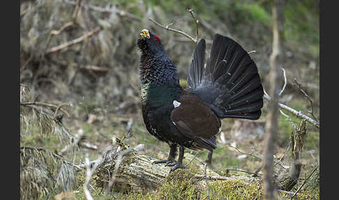 Auerhuhn (Tetrao urogallus)