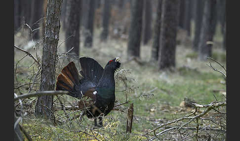 Auerhuhn (Tetrao urogallus)