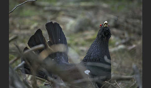 Auerhuhn (Tetrao urogallus)