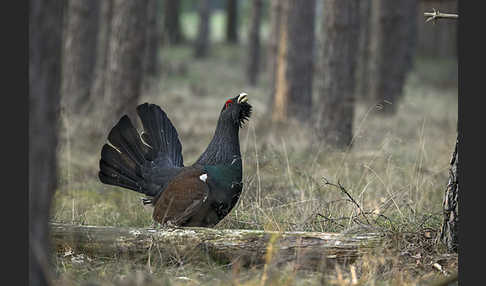 Auerhuhn (Tetrao urogallus)