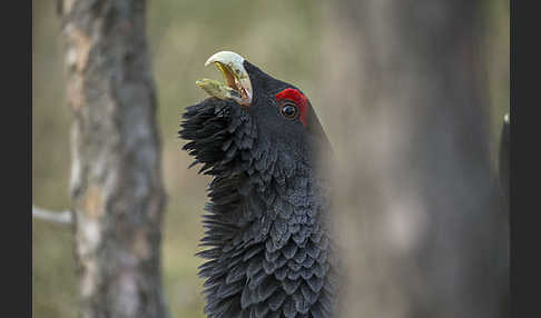 Auerhuhn (Tetrao urogallus)