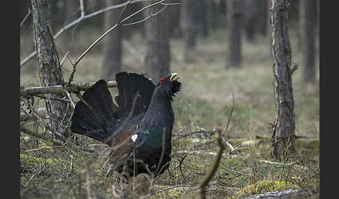 Auerhuhn (Tetrao urogallus)