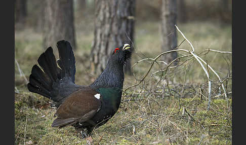 Auerhuhn (Tetrao urogallus)