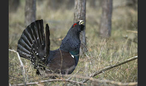 Auerhuhn (Tetrao urogallus)