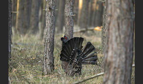 Auerhuhn (Tetrao urogallus)