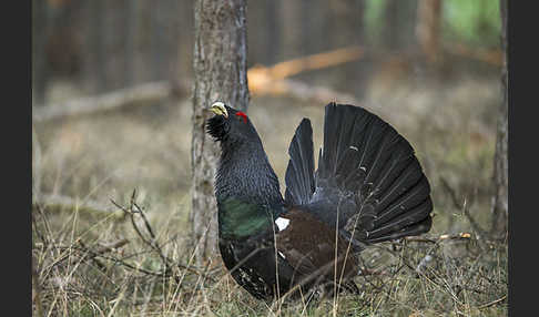 Auerhuhn (Tetrao urogallus)