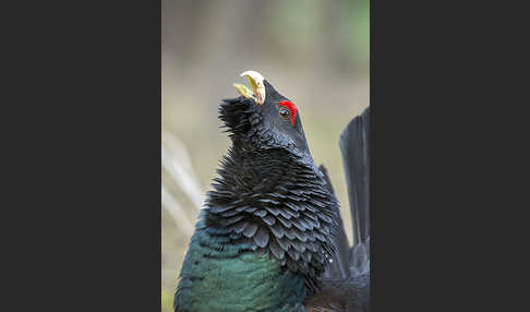 Auerhuhn (Tetrao urogallus)