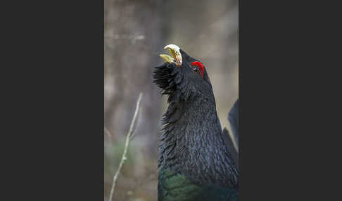 Auerhuhn (Tetrao urogallus)