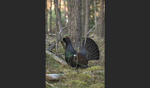 Auerhuhn (Tetrao urogallus)