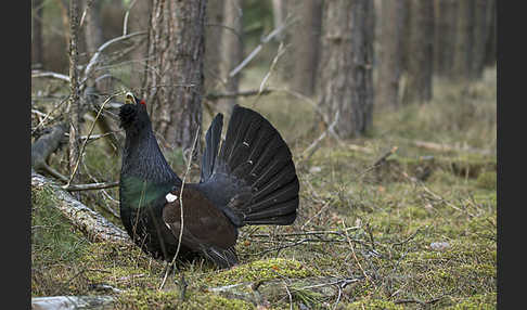 Auerhuhn (Tetrao urogallus)