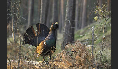 Auerhuhn (Tetrao urogallus)