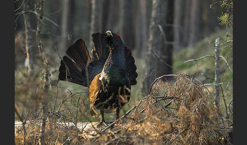 Auerhuhn (Tetrao urogallus)