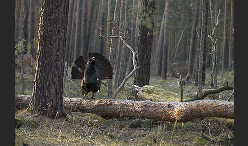 Auerhuhn (Tetrao urogallus)