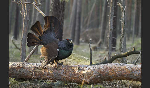 Auerhuhn (Tetrao urogallus)