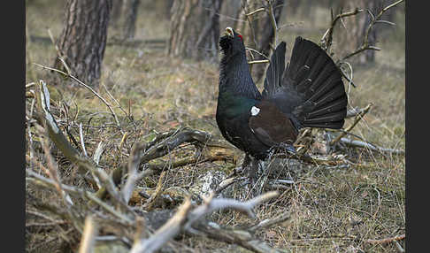 Auerhuhn (Tetrao urogallus)