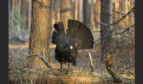 Auerhuhn (Tetrao urogallus)