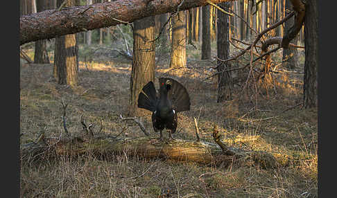 Auerhuhn (Tetrao urogallus)