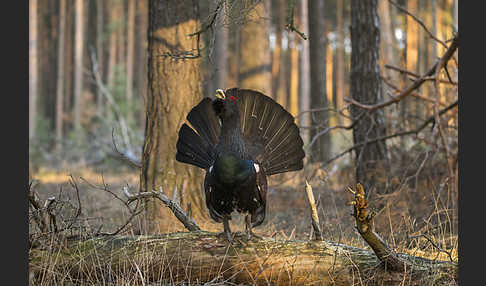 Auerhuhn (Tetrao urogallus)