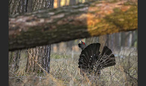 Auerhuhn (Tetrao urogallus)