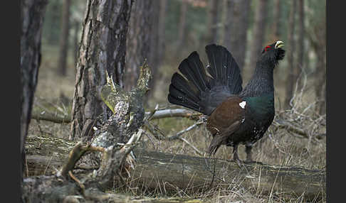 Auerhuhn (Tetrao urogallus)