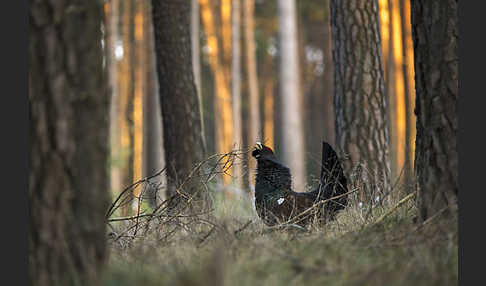 Auerhuhn (Tetrao urogallus)