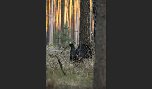 Auerhuhn (Tetrao urogallus)