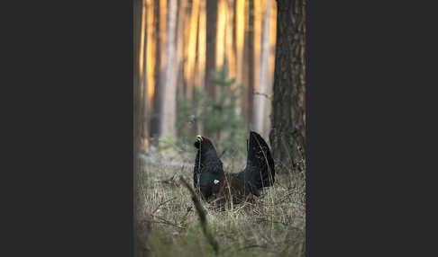 Auerhuhn (Tetrao urogallus)