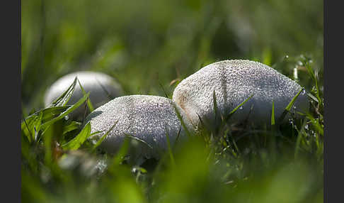 Wiesenchampignon (Agaricus campestris)