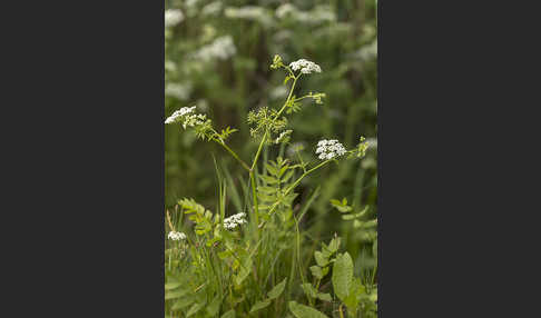 Schmalblättriger Merk (Berula erecta)