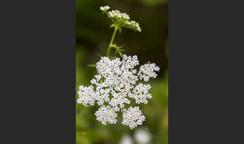 Schmalblättriger Merk (Berula erecta)