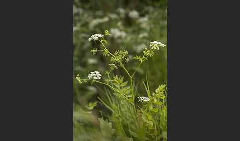 Schmalblättriger Merk (Berula erecta)