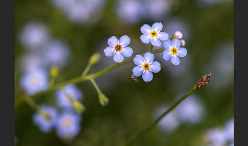 Sumpf-Vergissmeinnicht (Myosotis scorpioides)