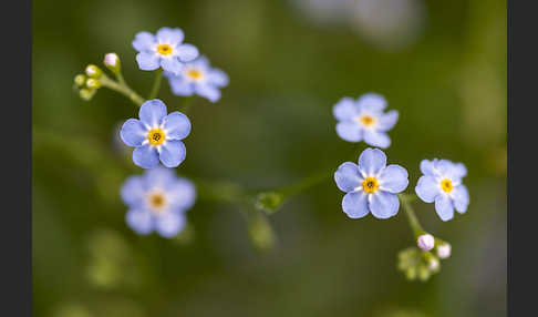 Sumpf-Vergissmeinnicht (Myosotis scorpioides)