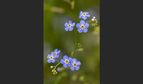 Sumpf-Vergissmeinnicht (Myosotis scorpioides)