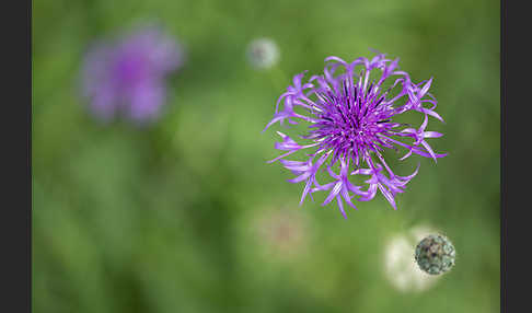 Skabiosen-Flockenblume (Centaurea scabiosa)