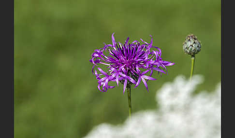 Skabiosen-Flockenblume (Centaurea scabiosa)