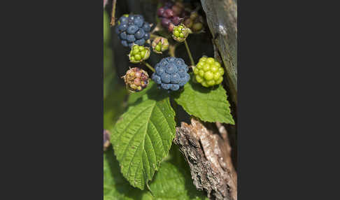 Kratzbeere (Rubus caesius)