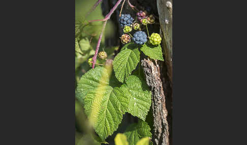 Kratzbeere (Rubus caesius)