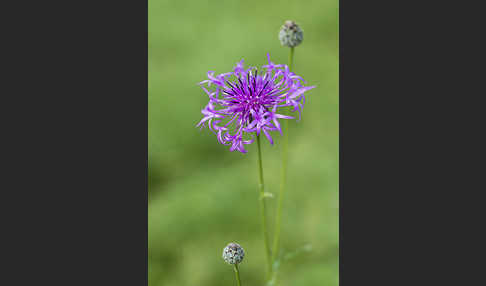 Skabiosen-Flockenblume (Centaurea scabiosa)