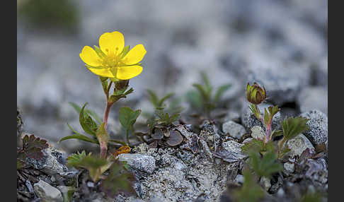 Frühlings-Fingerkraut (Potentilla tabernaemontani)