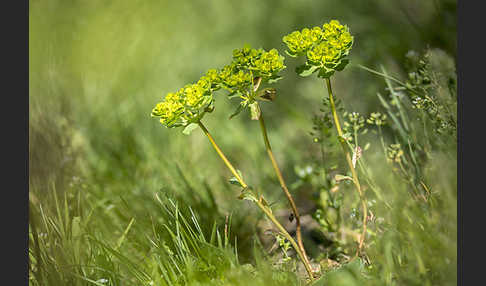 Sonnenwend-Wolfsmilch (Euphorbia helioscopia)