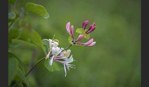 Echtes Geißblatt (Lonicera caprifolium)