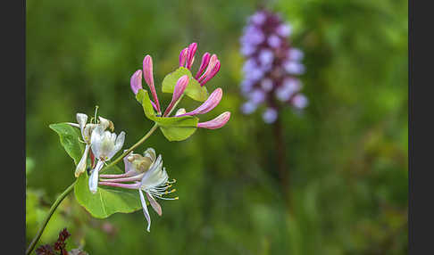 Echtes Geißblatt (Lonicera caprifolium)