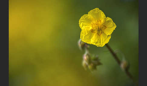 Gemeines Sonnenröschen (Helianthemum nummularium)