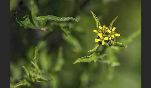 Weg-Rauke (Sisymbrium officinale)