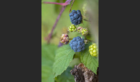 Kratzbeere (Rubus caesius)